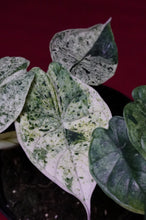 Load image into Gallery viewer, Alocasia Dragon Scale Mint Variegated