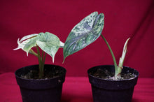 Load image into Gallery viewer, Alocasia Dragon Scale Mint Variegated