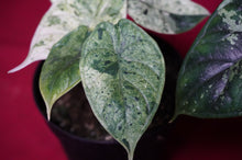 Load image into Gallery viewer, Alocasia Dragon Scale Mint Variegated