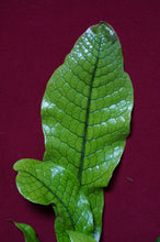 Load image into Gallery viewer, Microsorum Musifolium Crocodyllus