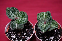 Load image into Gallery viewer, Anoectochilus Formosanus