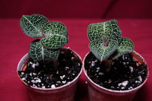 Load image into Gallery viewer, Anoectochilus Formosanus