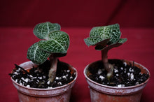 Load image into Gallery viewer, Anoectochilus Formosanus