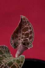Load image into Gallery viewer, Dossinia MArmorata Var. Dayii 'Raingreen'