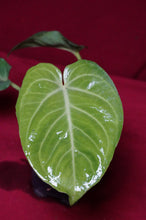 Load image into Gallery viewer, Anthurium Villenaorum