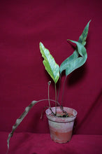 Load image into Gallery viewer, Pyrrosia Lingua Variegated