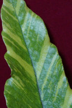 Load image into Gallery viewer, Pyrrosia Lingua Variegated