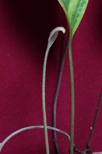 Load image into Gallery viewer, Pyrrosia Lingua Variegated
