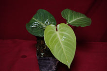 Load image into Gallery viewer, Anthurium Villenaorum