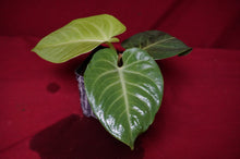 Load image into Gallery viewer, Anthurium Villenaorum