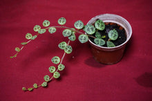 Load image into Gallery viewer, Peperomia Prostrata String of Turtles