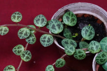 Load image into Gallery viewer, Peperomia Prostrata String of Turtles