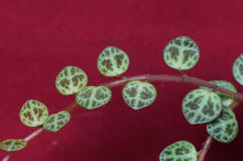 Load image into Gallery viewer, Peperomia Prostrata String of Turtles