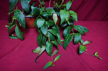 Load image into Gallery viewer, Aeschynanthus Black Pagoda 6" Hanging Basket