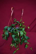 Load image into Gallery viewer, Aeschynanthus Black Pagoda 6" Hanging Basket