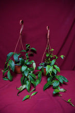 Load image into Gallery viewer, Aeschynanthus Black Pagoda 6" Hanging Basket