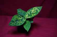 Load image into Gallery viewer, Homalomena Camouflage 4" Pot