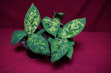 Load image into Gallery viewer, Homalomena Camouflage 4" Pot