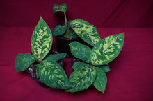 Load image into Gallery viewer, Homalomena Camouflage 4" Pot
