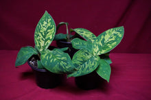 Load image into Gallery viewer, Homalomena Camouflage 4" Pot