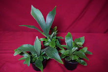 Load image into Gallery viewer, Netherlands Staghorn 4" Pot