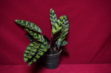 Load image into Gallery viewer, Calathea Rattlesnake 4" Pot