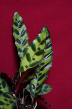 Load image into Gallery viewer, Calathea Rattlesnake 4" Pot