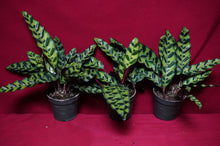 Load image into Gallery viewer, Calathea Rattlesnake 4" Pot