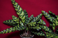 Load image into Gallery viewer, Calathea Rattlesnake 4" Pot