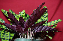 Load image into Gallery viewer, Calathea Rattlesnake 4" Pot