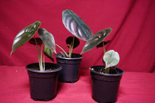 Load image into Gallery viewer, Alocasia Cuprea Red Secret 4" Pot
