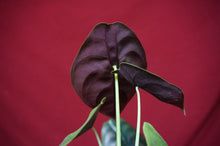 Load image into Gallery viewer, Alocasia Cuprea Red Secret 4" Pot