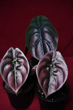 Load image into Gallery viewer, Alocasia Cuprea Red Secret 4" Pot