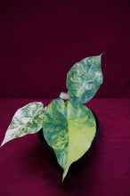 Load image into Gallery viewer, Alocasia Gageana Aurea 4" Pot