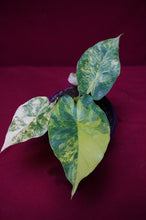 Load image into Gallery viewer, Alocasia Gageana Aurea 4" Pot