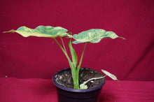Load image into Gallery viewer, Alocasia Gageana Aurea 4" Pot