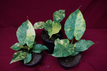 Load image into Gallery viewer, Alocasia Gageana Aurea 4" Pot