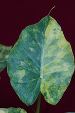 Load image into Gallery viewer, Alocasia Gageana Aurea 4" Pot