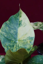 Load image into Gallery viewer, Alocasia Gageana Aurea 4" Pot