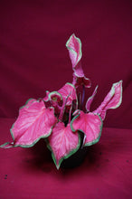 Load image into Gallery viewer, Caladium Sweetheart 6" Pot