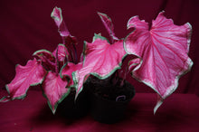 Load image into Gallery viewer, Caladium Sweetheart 6" Pot
