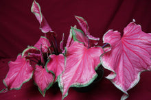 Load image into Gallery viewer, Caladium Sweetheart 6" Pot