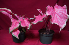Load image into Gallery viewer, Caladium Sweetheart 6" Pot