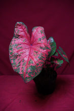 Load image into Gallery viewer, Caladium Lava Glow 6" Pot