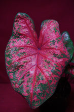Load image into Gallery viewer, Caladium Lava Glow 6" Pot