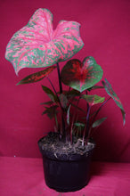 Load image into Gallery viewer, Caladium Lava Glow 6" Pot
