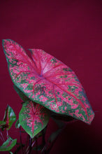 Load image into Gallery viewer, Caladium Lava Glow 6" Pot