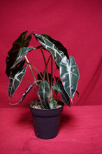 Load image into Gallery viewer, Alocasia Polly 4" Pot