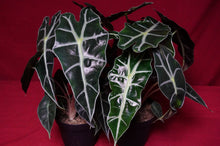 Load image into Gallery viewer, Alocasia Polly 4" Pot
