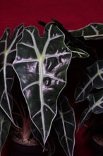 Load image into Gallery viewer, Alocasia Polly 4" Pot